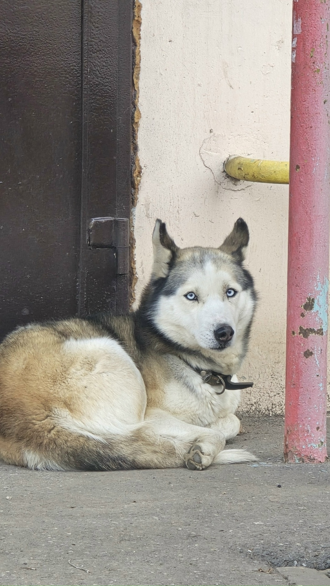 Найдена собака в Астрахани — фото объявления