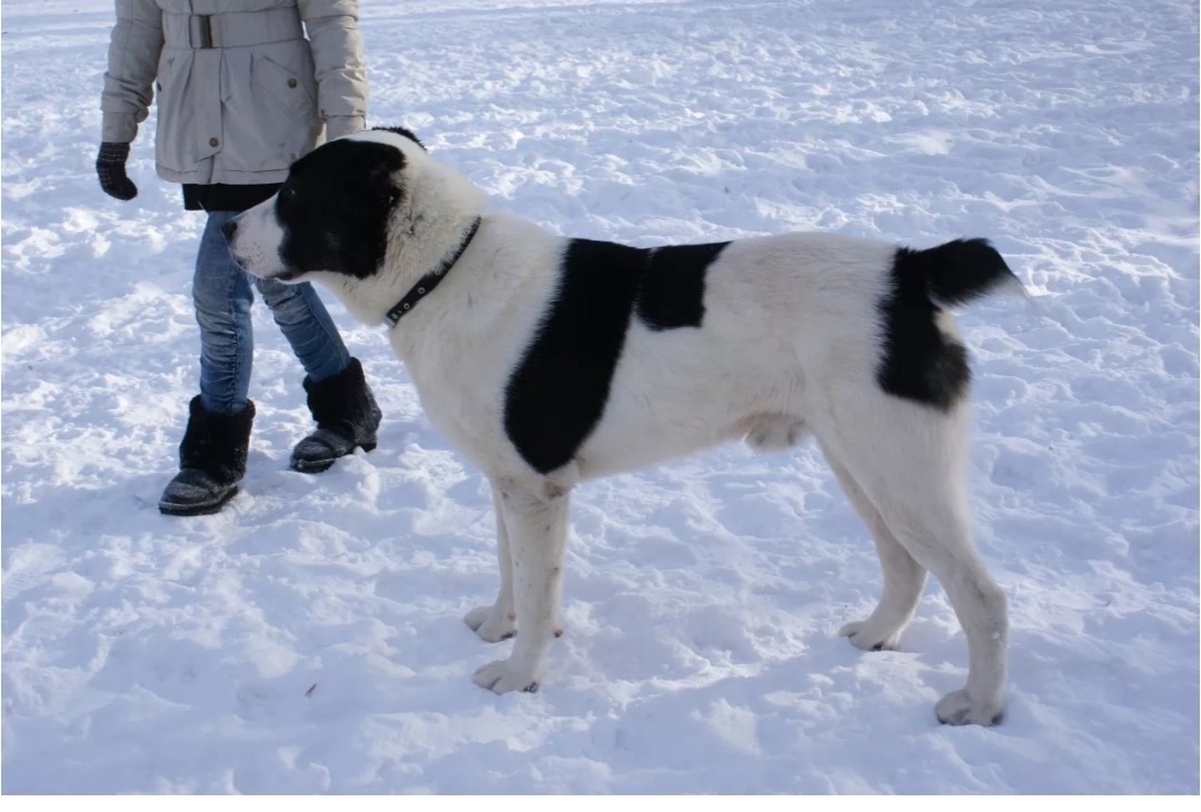 Найдена собака в Астрахани — фото объявления