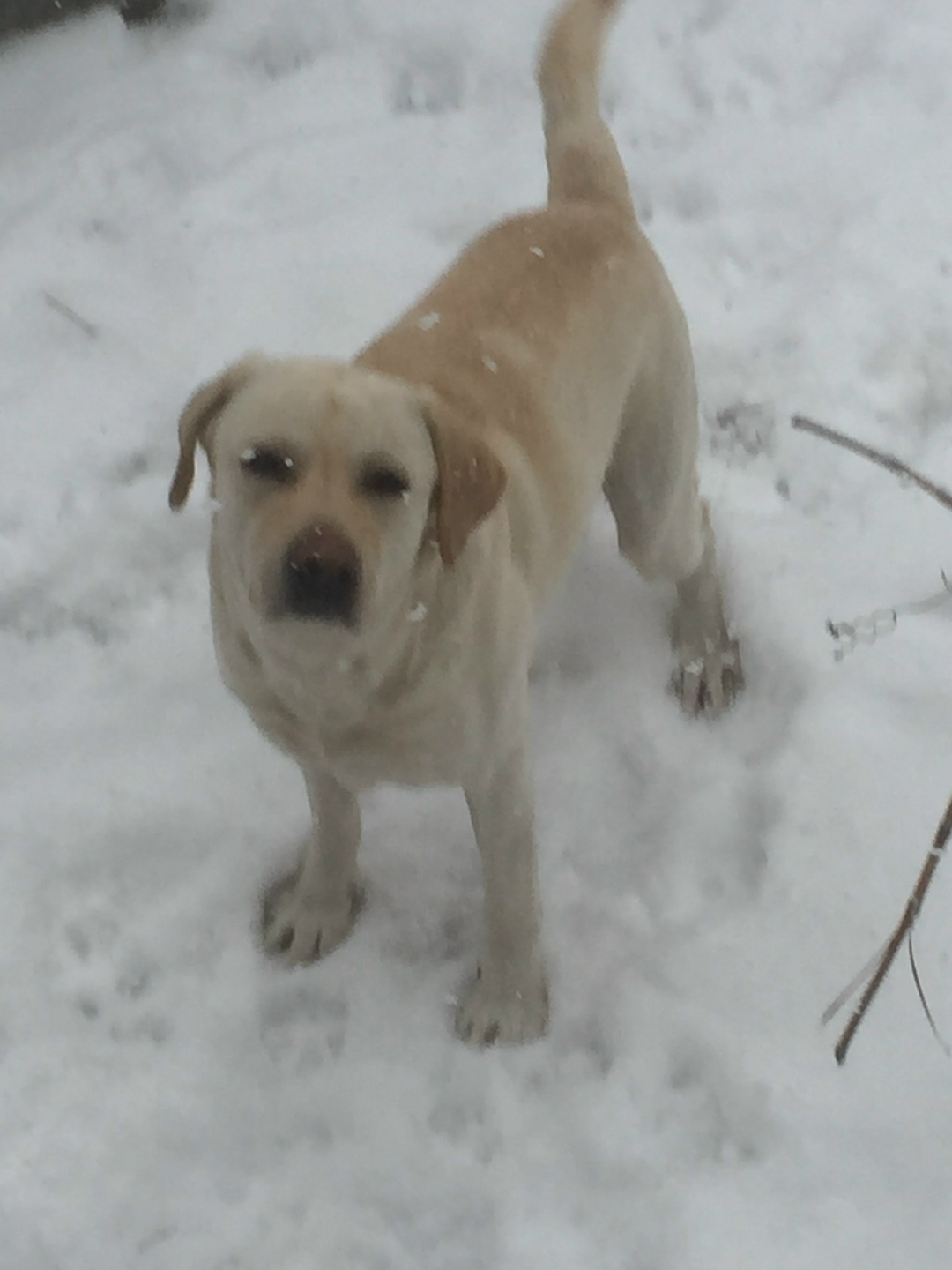 Найдена собака в Астрахани — фото объявления