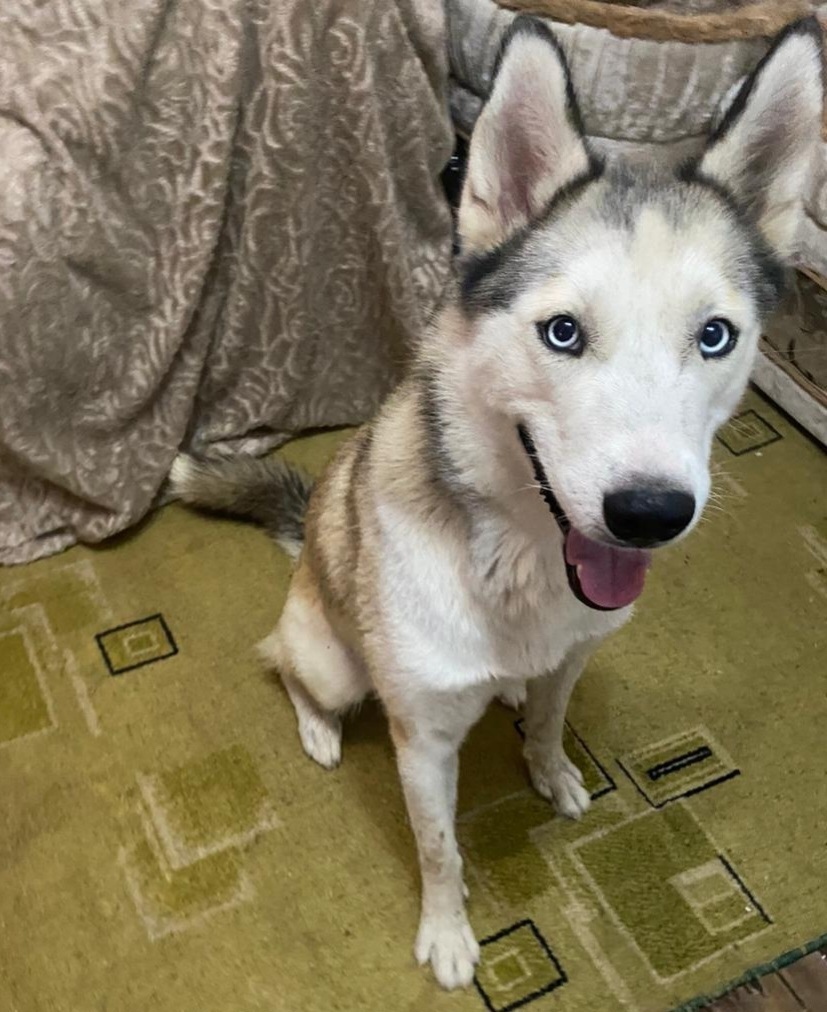 Пропала собака в Астрахани — фото объявления