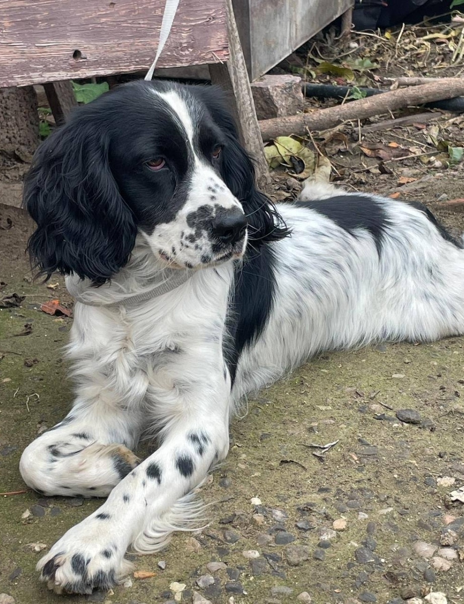 Пропала собака в Астрахани — фото объявления