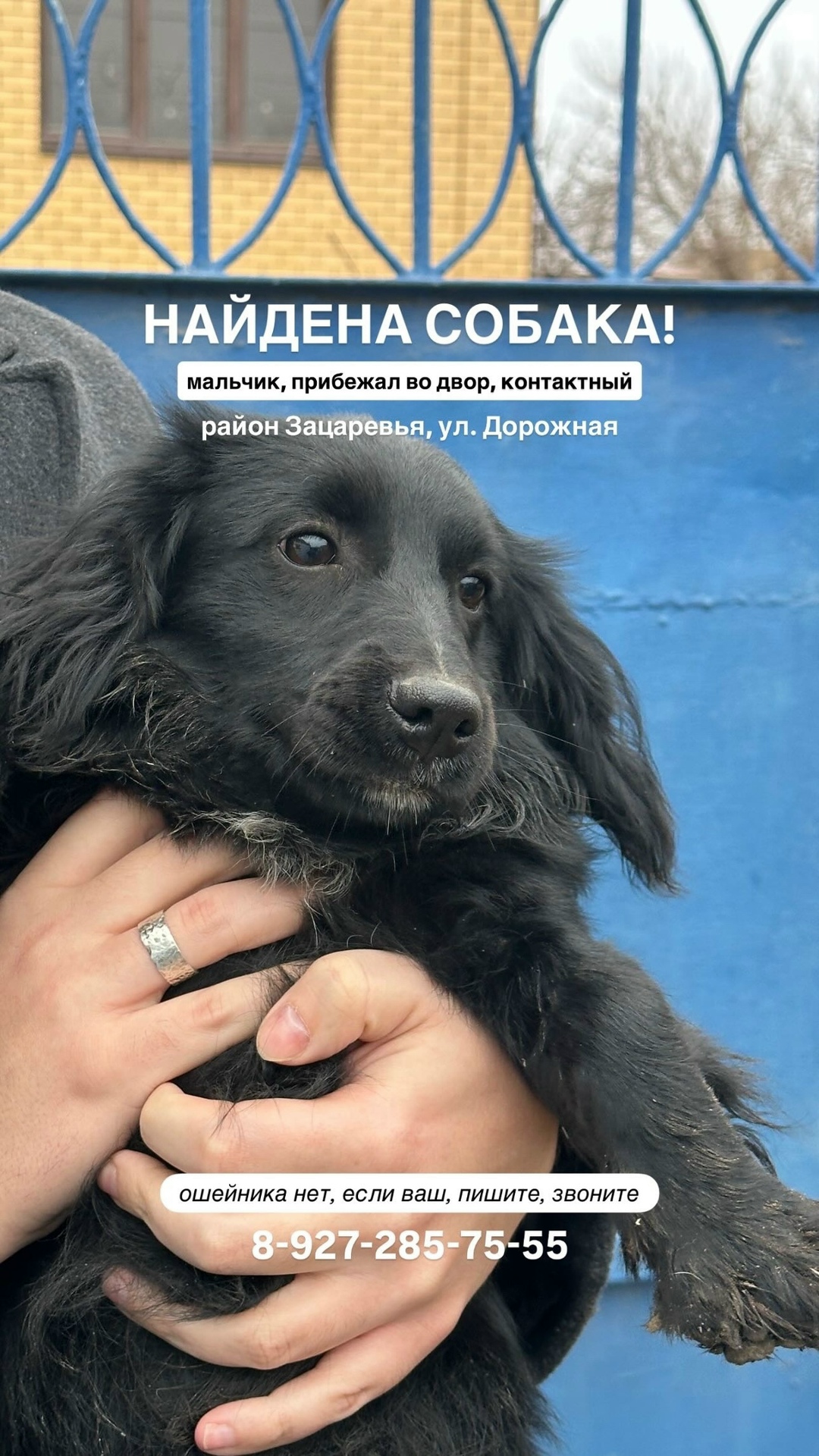 Найдена собака в Астрахани — фото объявления