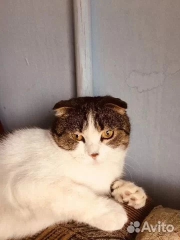 Найдена кошка в Астрахани — фото объявления