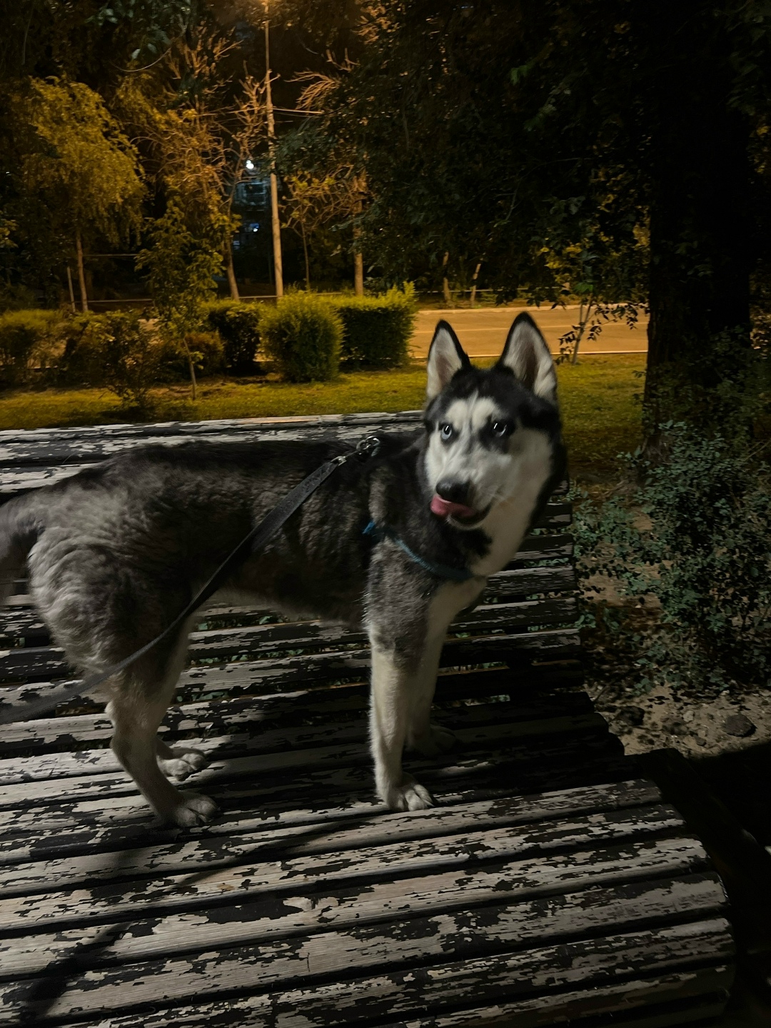 Найдена собака в Астрахани — фото объявления