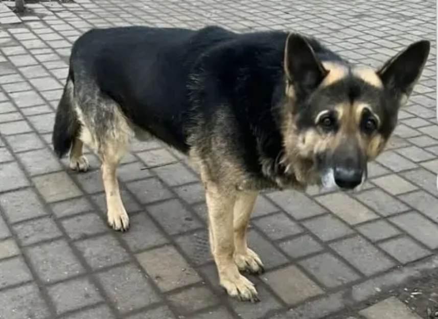 Найдена собака в Астрахани — фото объявления