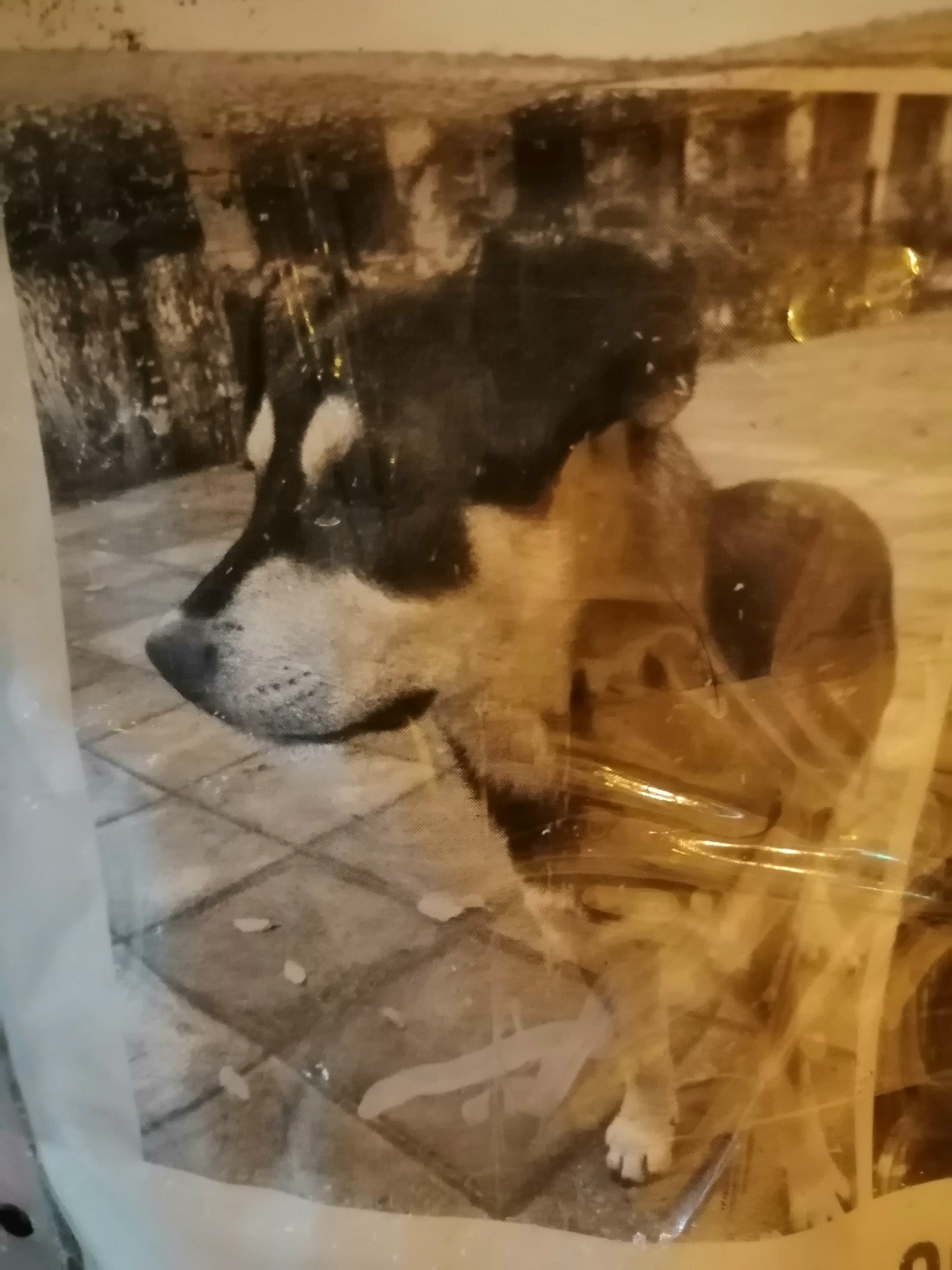 Найдена собака в Астрахани — фото объявления