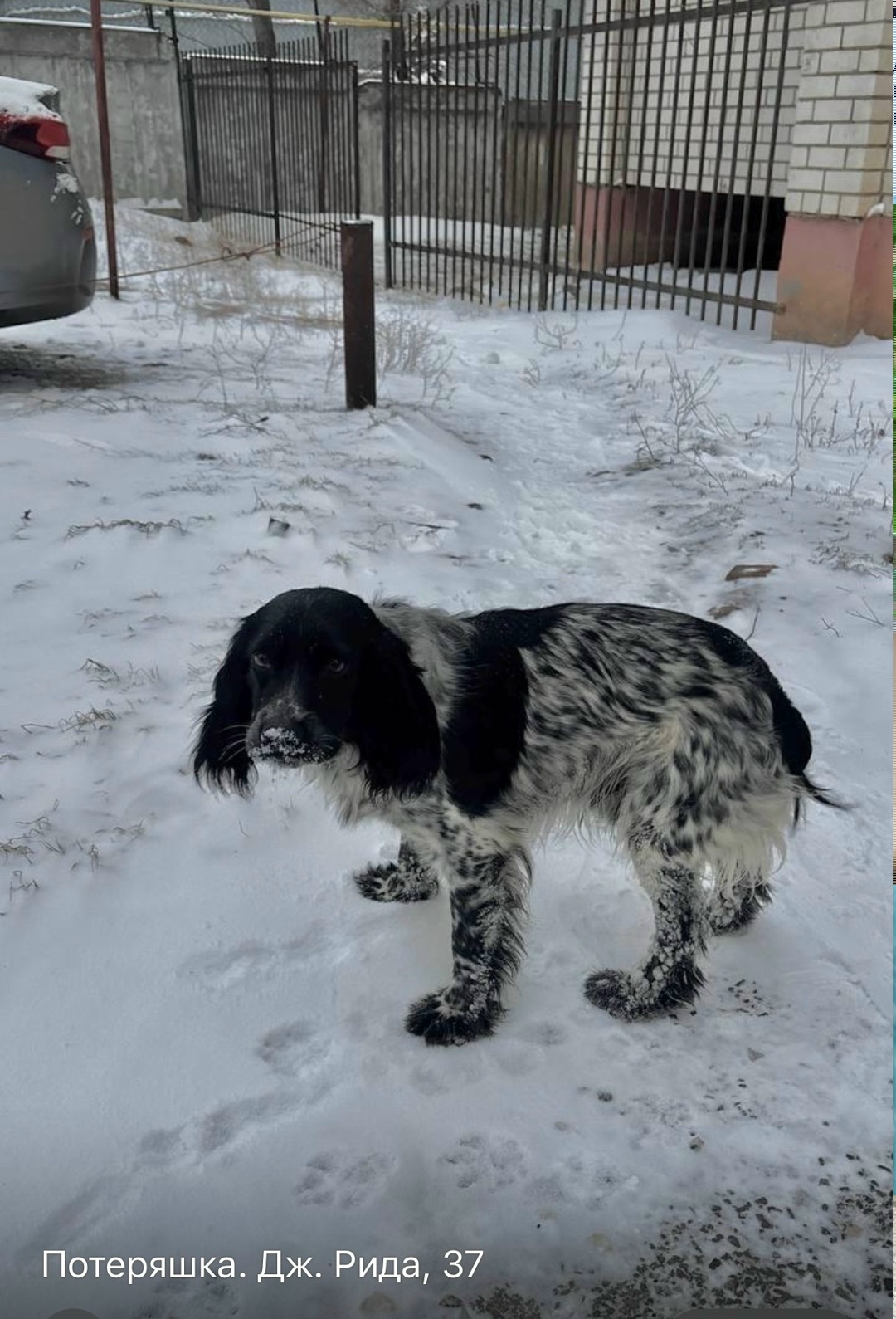 Найдена собака в Астрахани — фото объявления