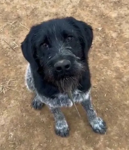 Найдена собака в Астрахани — фото объявления