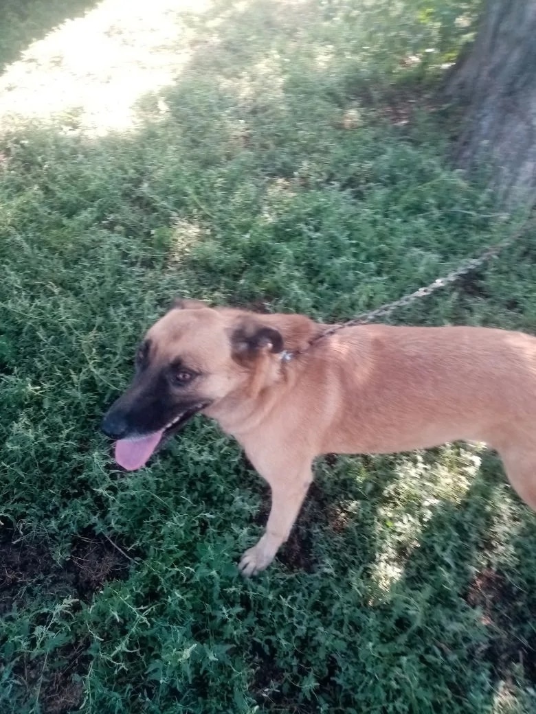 Пропала собака в Астрахани — фото объявления