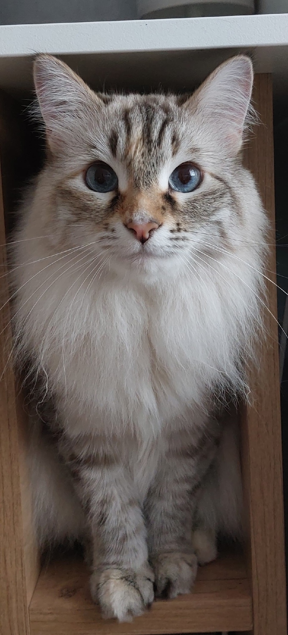 Найдена собака в Астрахани — фото объявления