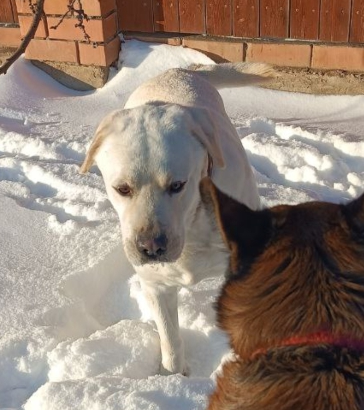 Найдена собака в Астрахани — фото объявления