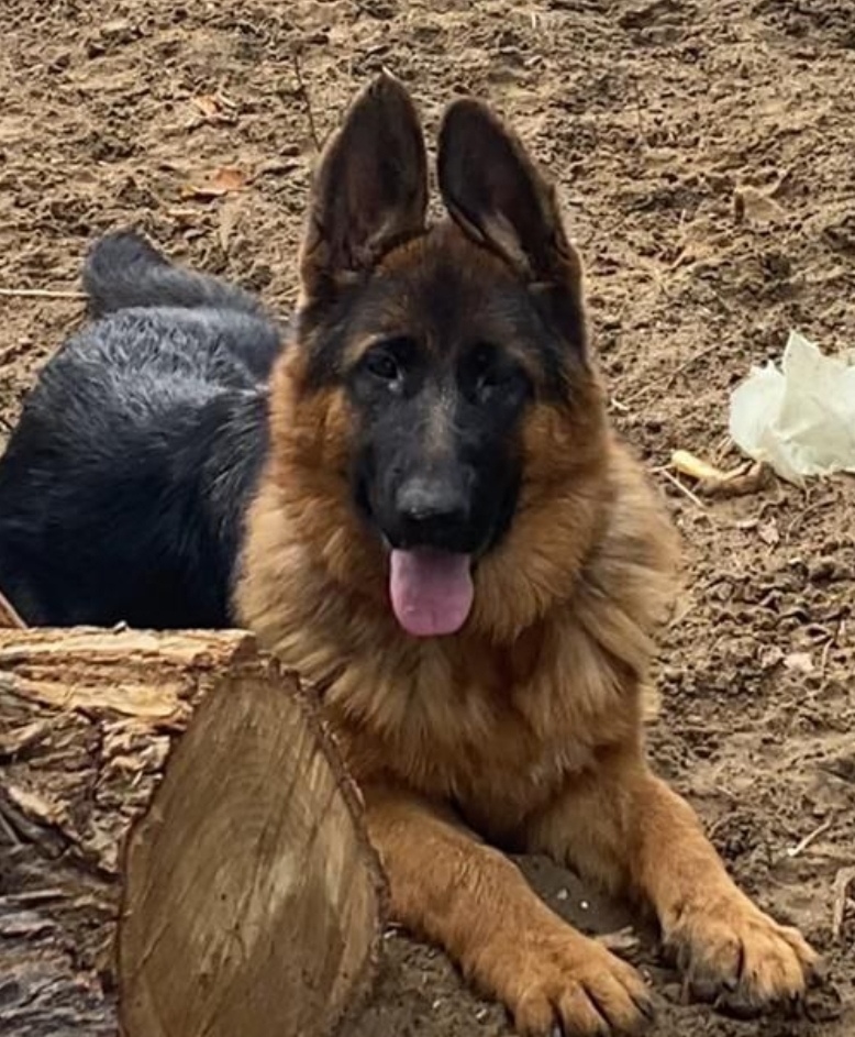 Пропала собака в Астрахани — фото объявления