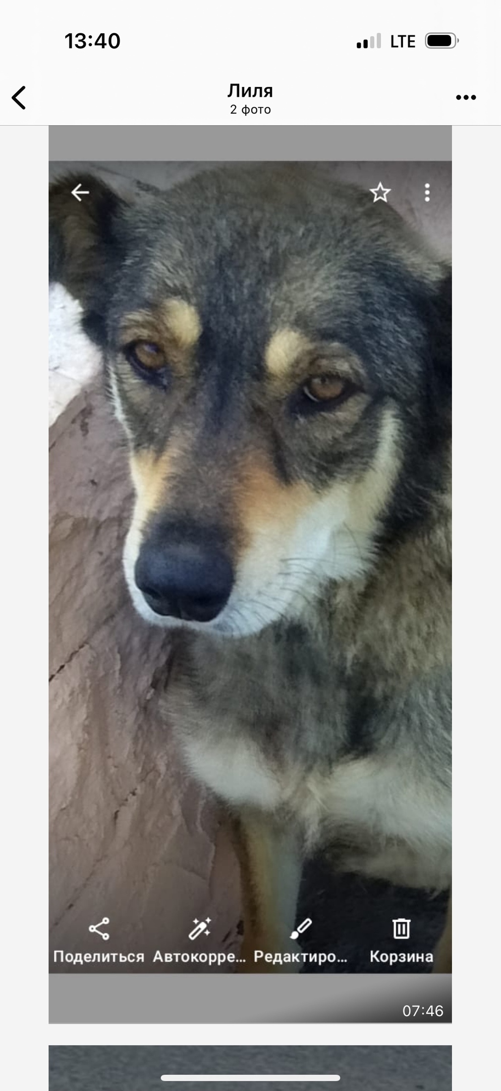 Пропала собака в Астрахани — фото объявления