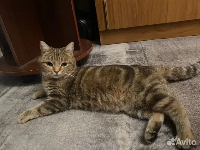 Найдена кошка в Астрахани — фото объявления