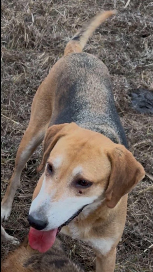Пропала собака в Астрахани — фото объявления