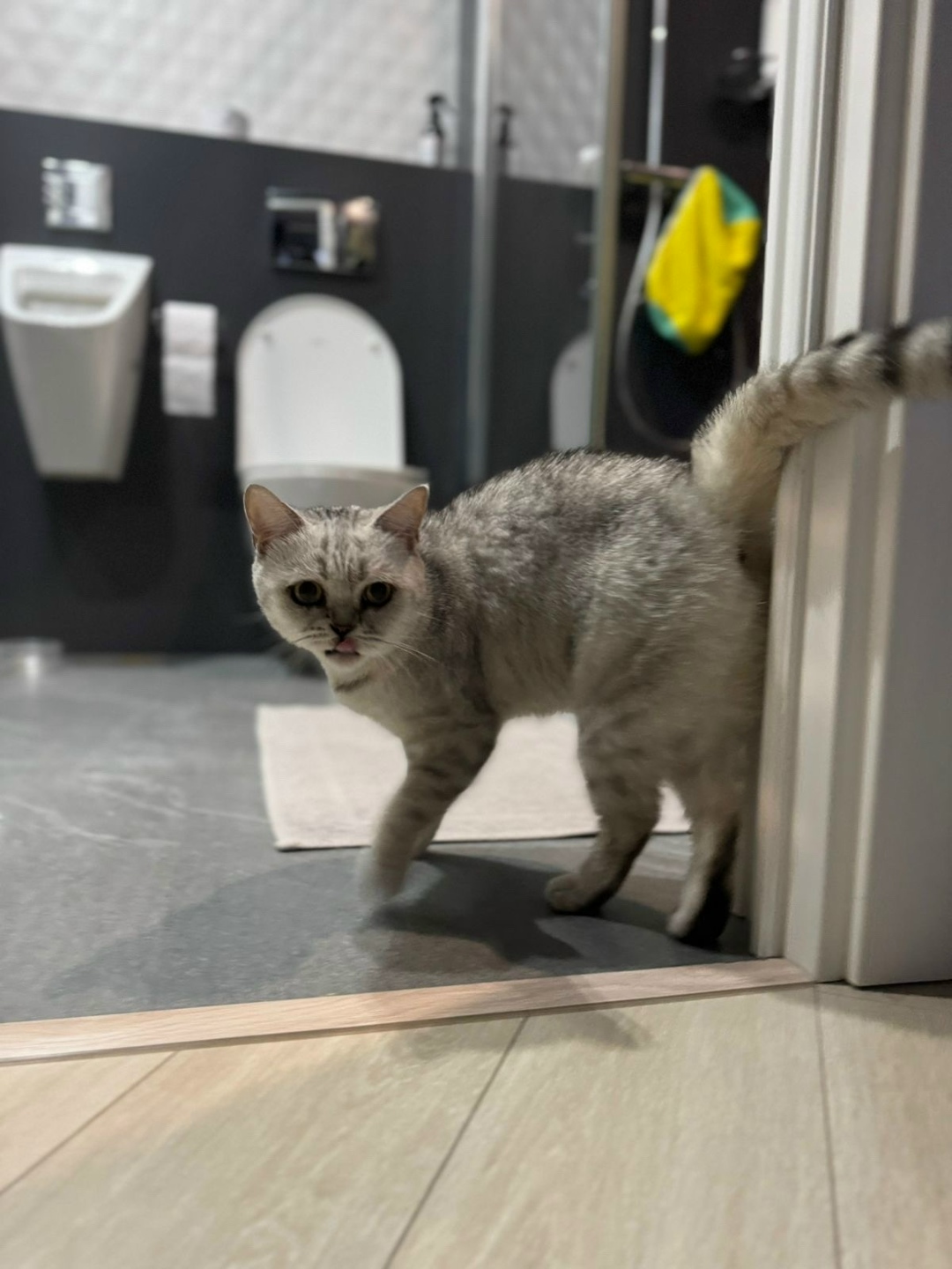 Найдена кошка в Астрахани — фото объявления