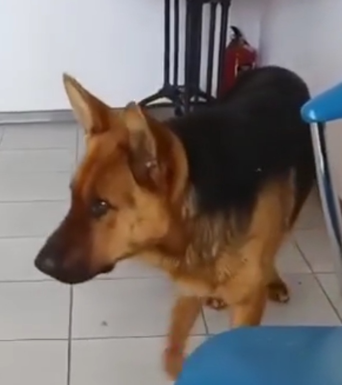 Найдена собака в Астрахани — фото объявления