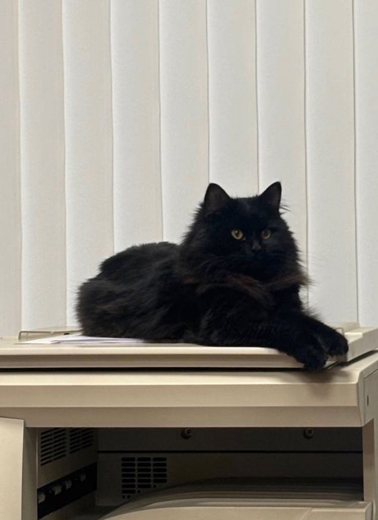 Пропала кошка в Астрахани — фото объявления