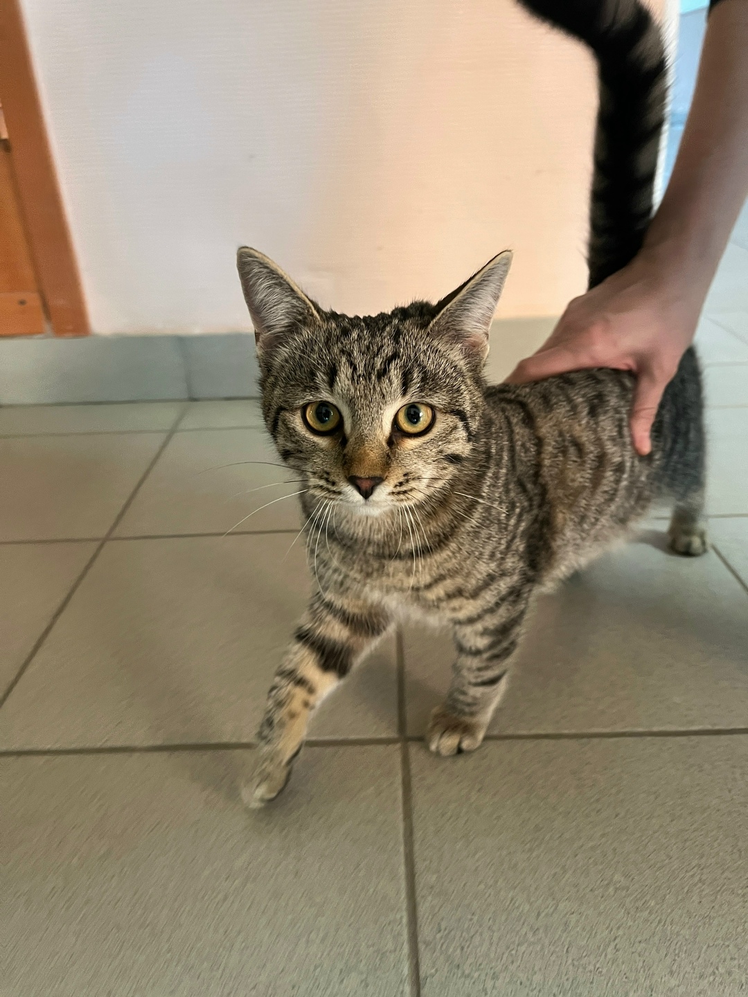 Найдена кошка в Астрахани — фото объявления