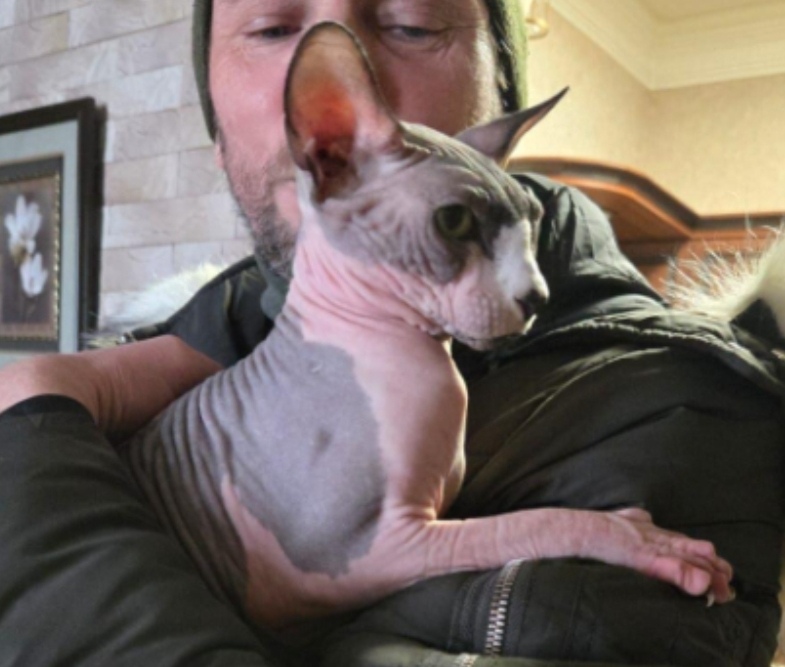 Найдена кошка в Астрахани — фото объявления