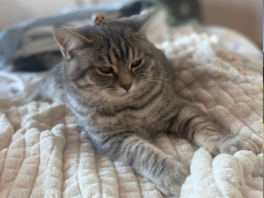 Пропала собака в Астрахани — фото объявления