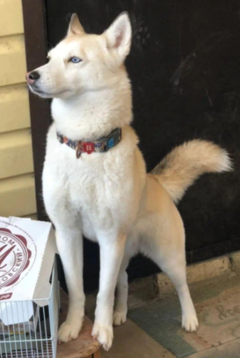 Пропала собака в Астрахани — фото объявления