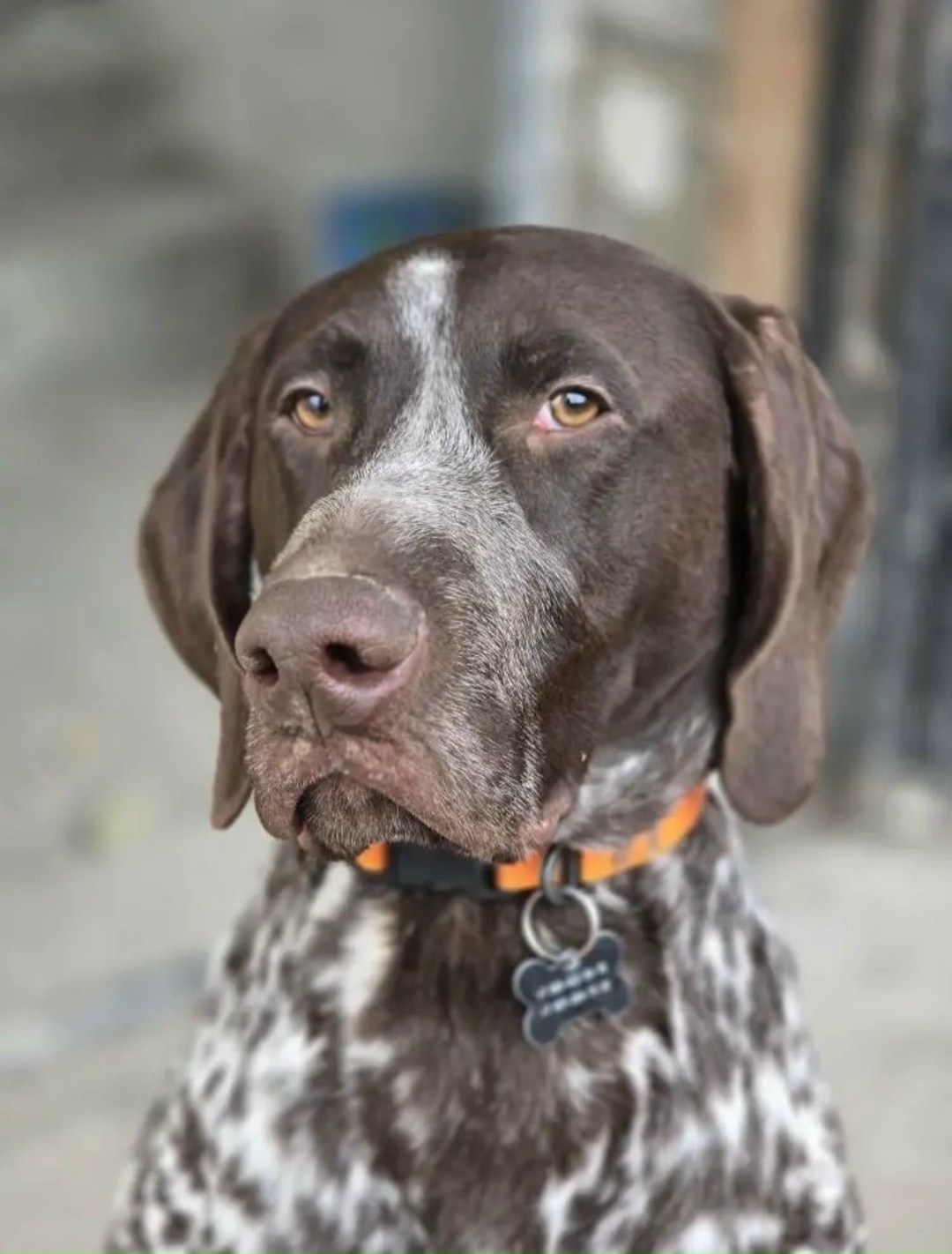 Пропала собака в Астрахани — фото объявления
