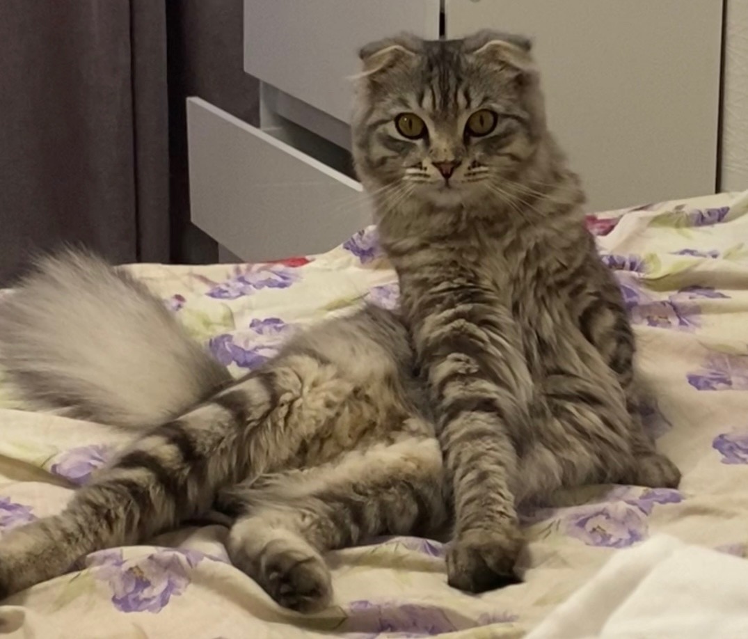 Пропала кошка в Астрахани — фото объявления