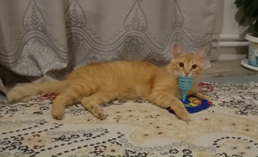 Найдена собака в Астрахани — фото объявления