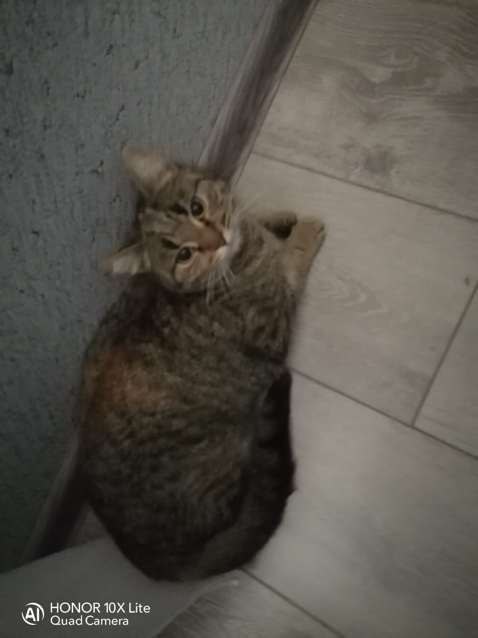 Найдена кошка в Астрахани — фото объявления