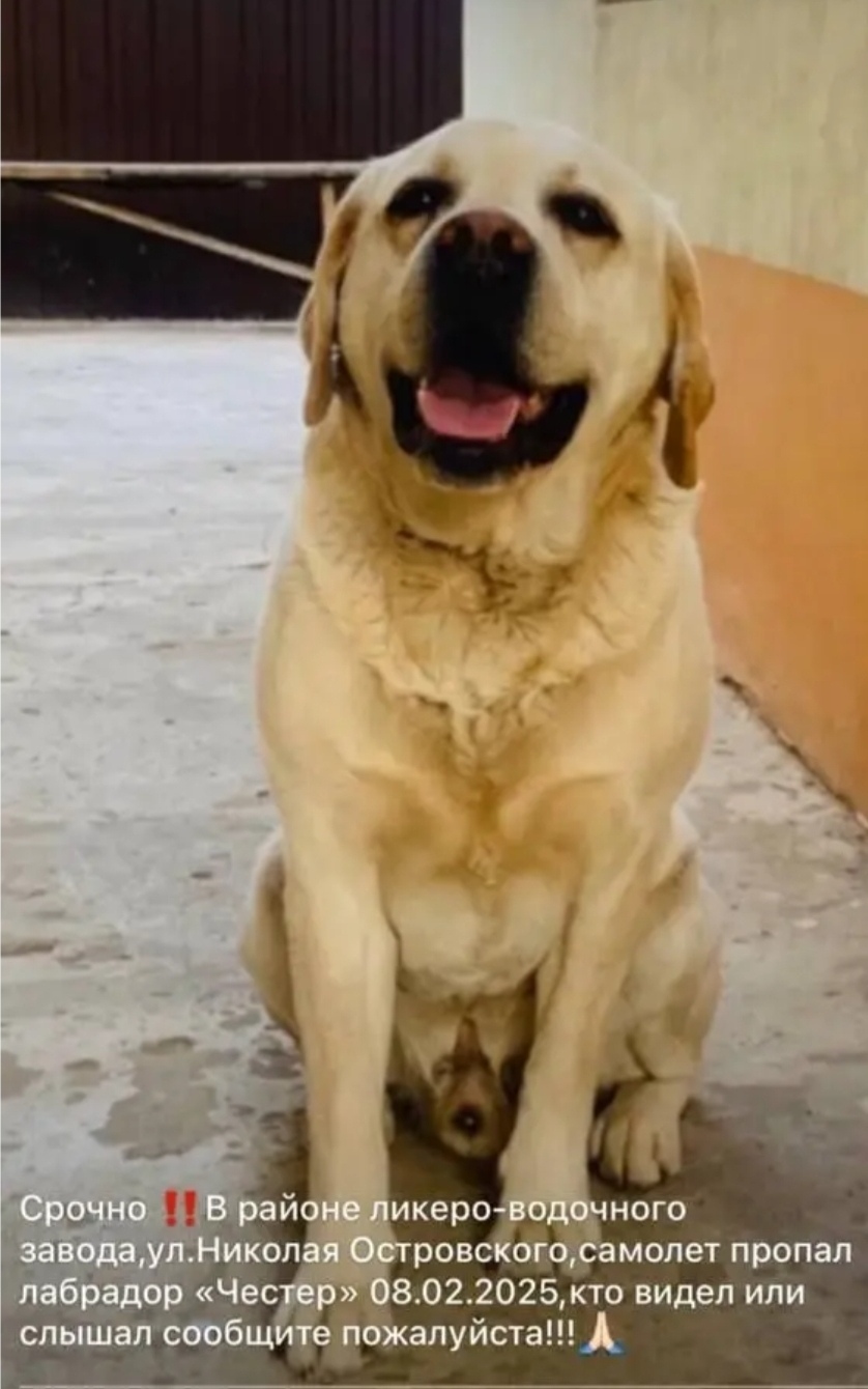 Пропала собака в Астрахани — фото объявления