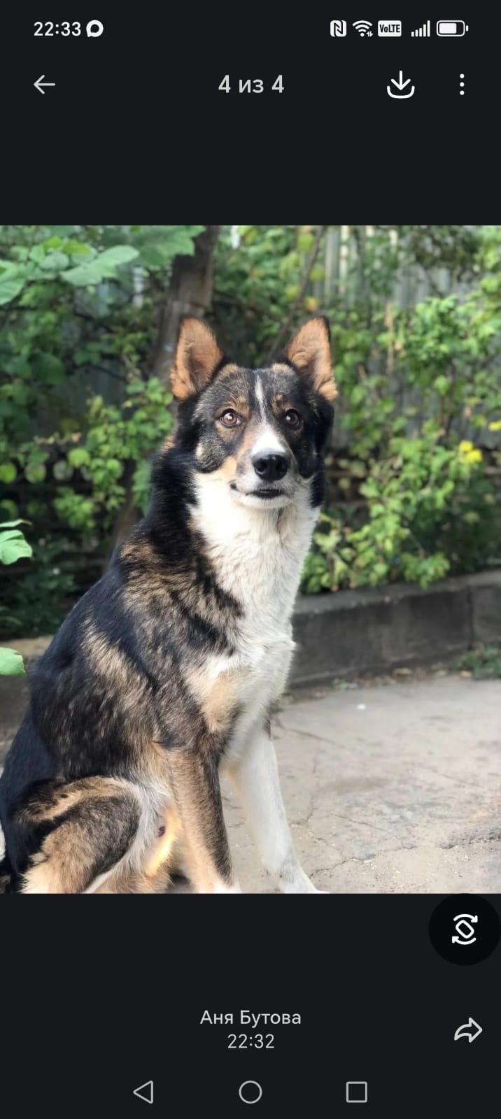 Пропала собака в Астрахани — фото объявления