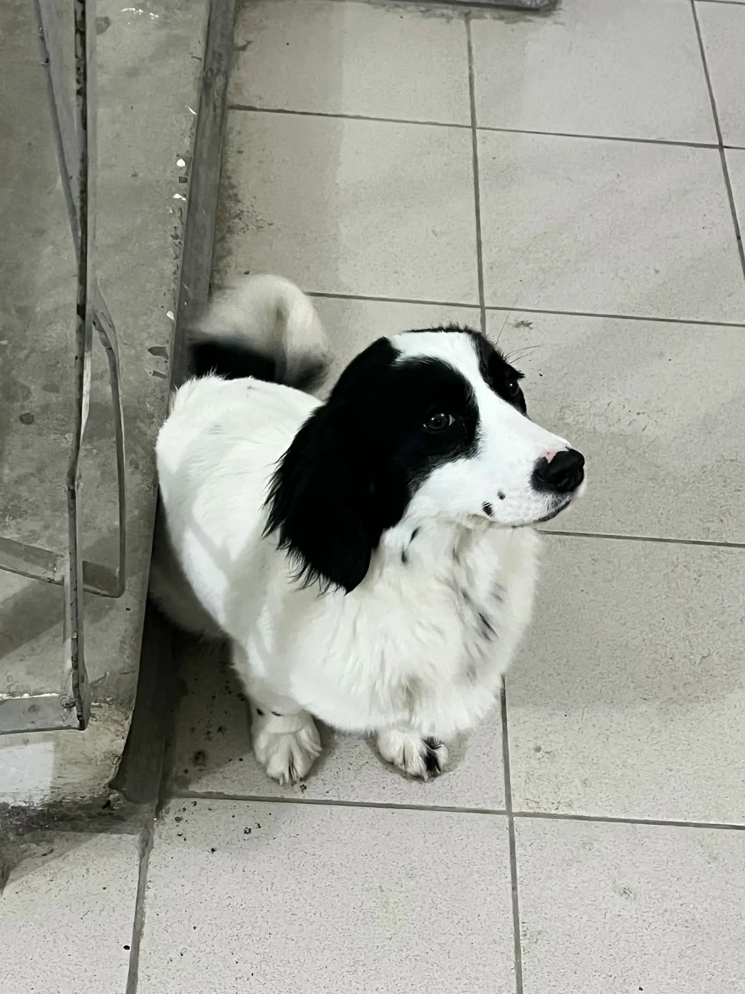 Найдена собака в Астрахани — фото объявления