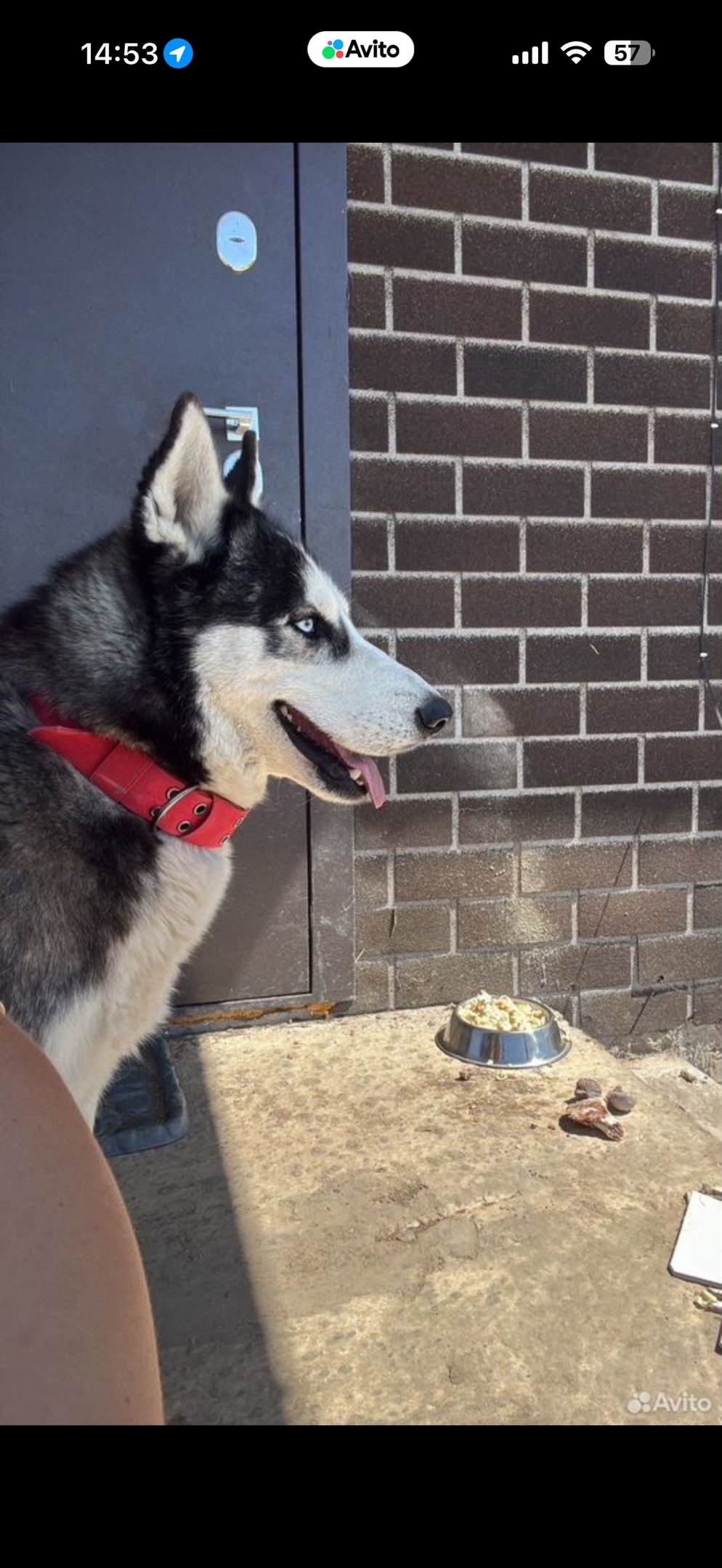 Пропала собака в Астрахани — фото объявления