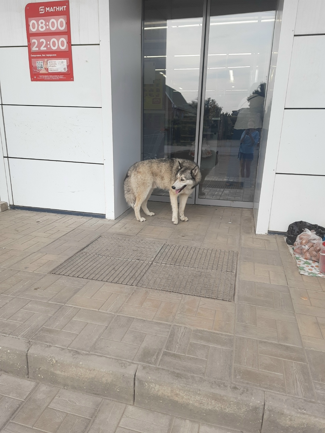 Найдена собака в Астрахани — фото объявления