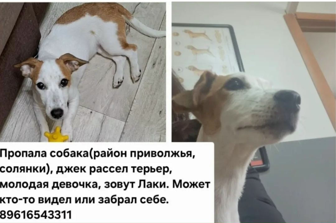 Пропала собака в Астрахани — фото объявления