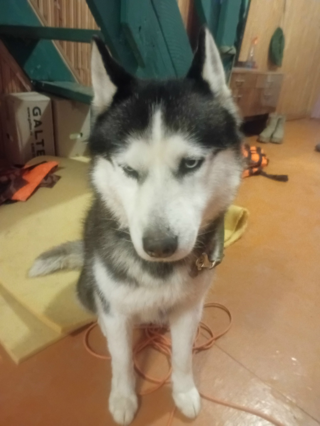 Найдена собака в Астрахани — фото объявления