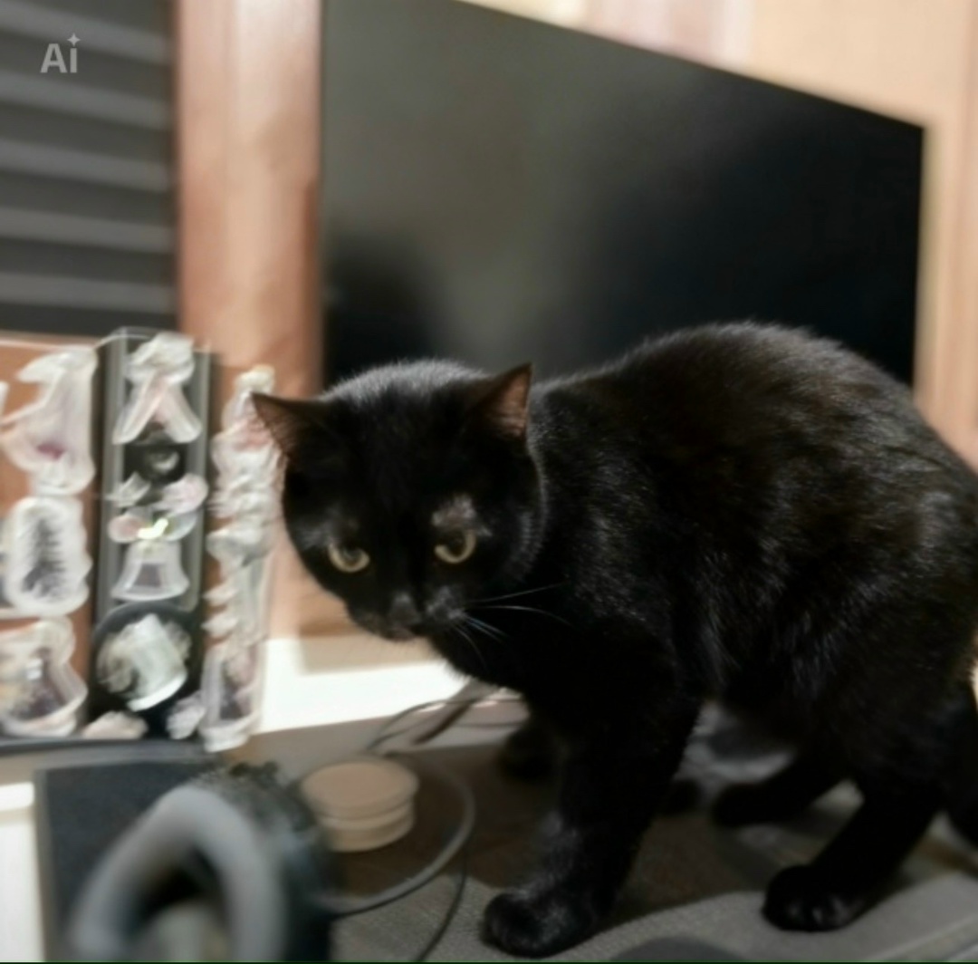 Пропала кошка в Астрахани — фото объявления