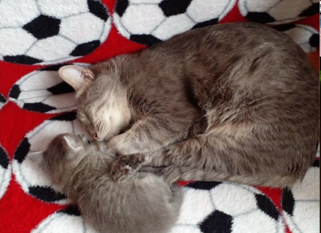 Пропала кошка в Астрахани — фото объявления