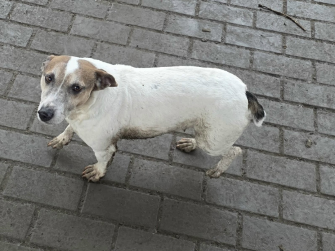 Пропала собака в Астрахани — фото объявления