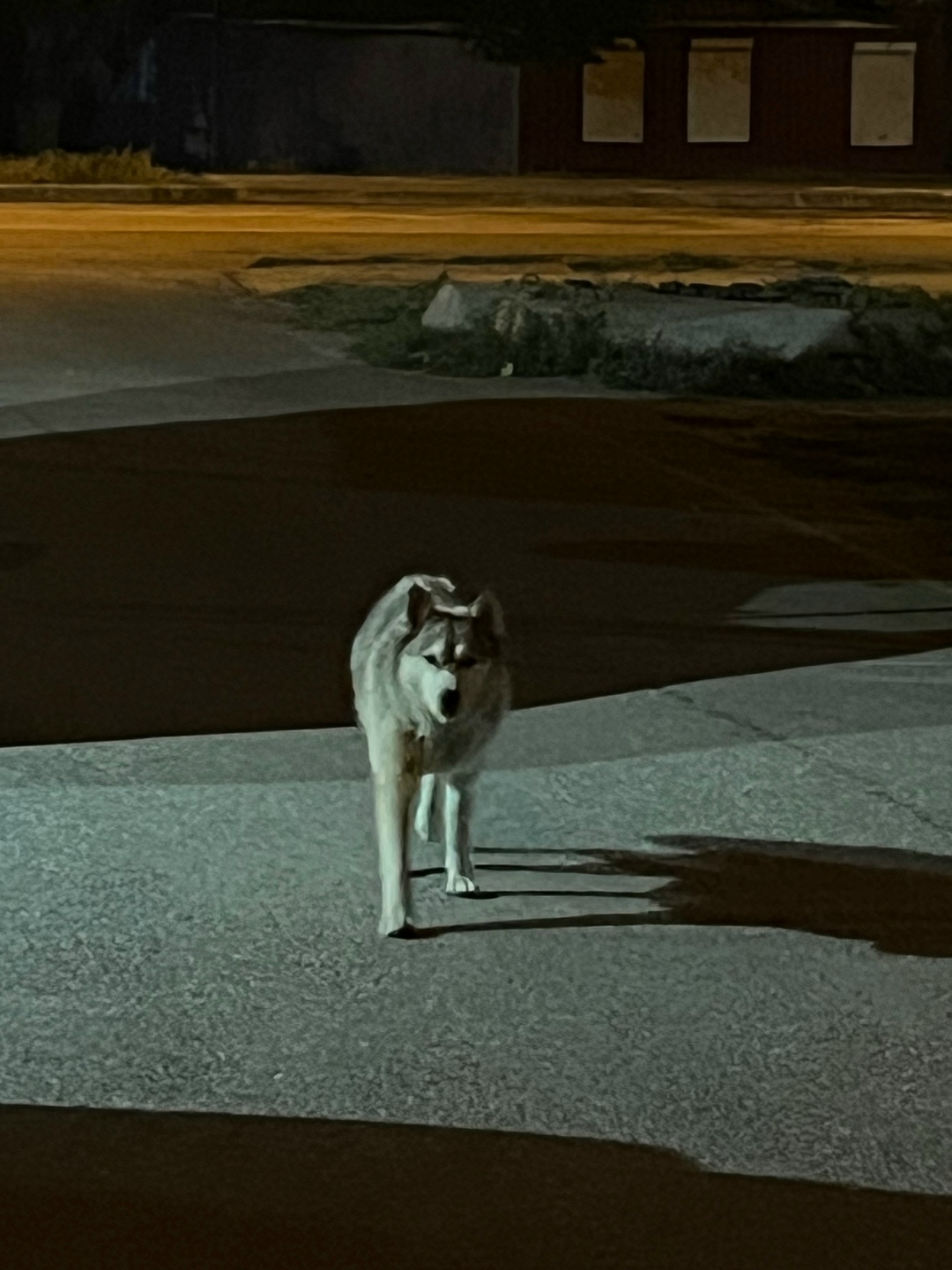 Найдена собака в Астрахани — фото объявления