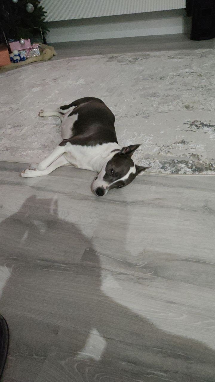 Пропала собака в Астрахани — фото объявления