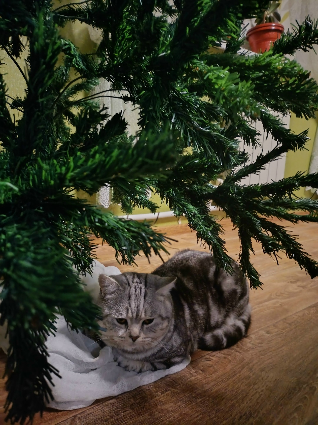 Пропала кошка в Астрахани — фото объявления