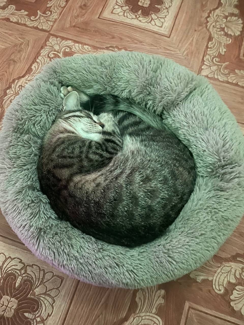 Найдена кошка в Астрахани — фото объявления