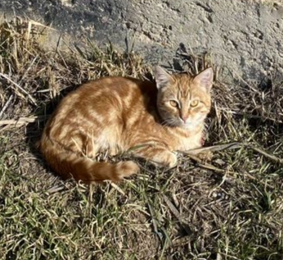 Найдена кошка в Астрахани — фото объявления