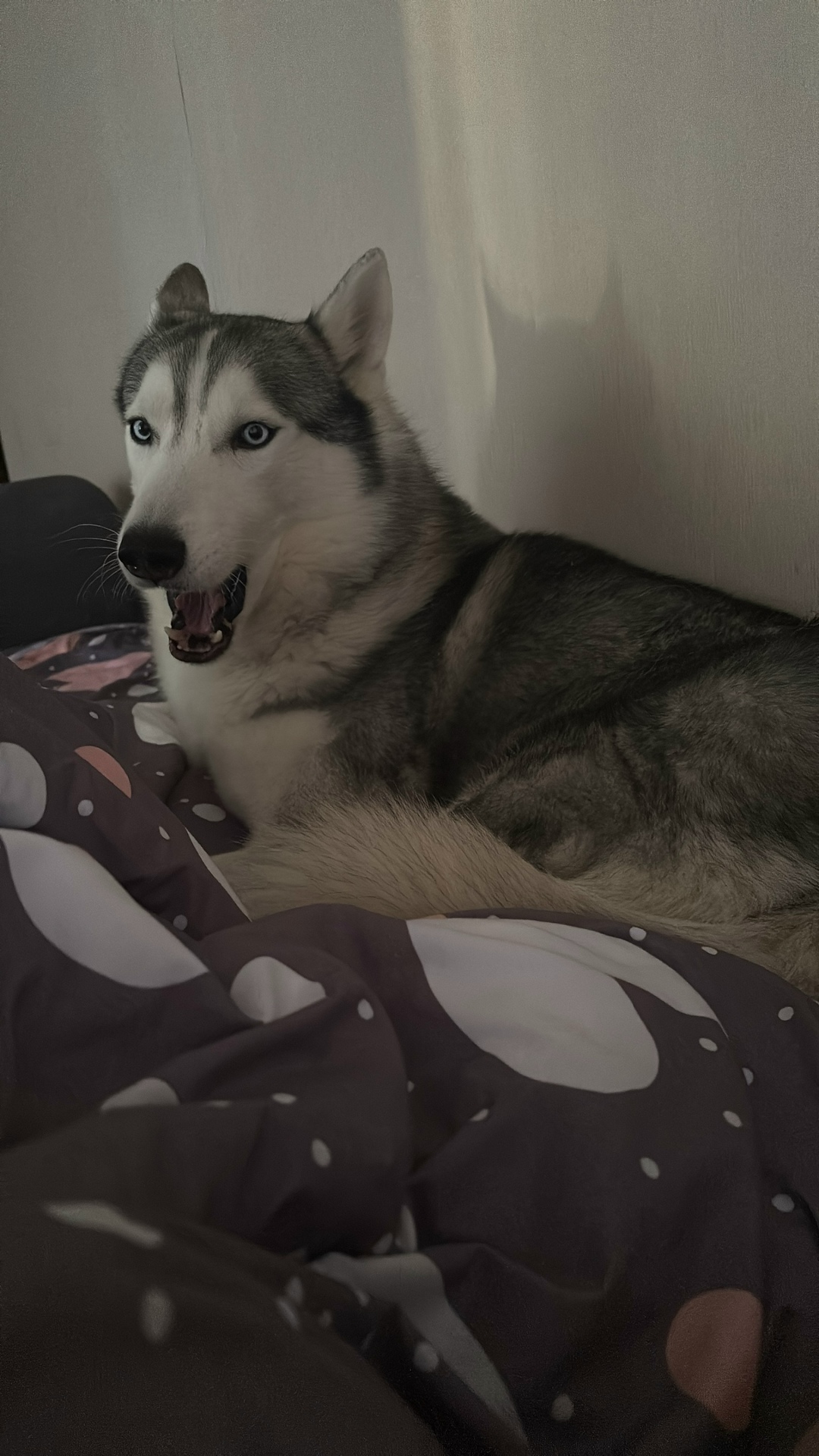 Пропала собака в Астрахани — фото объявления