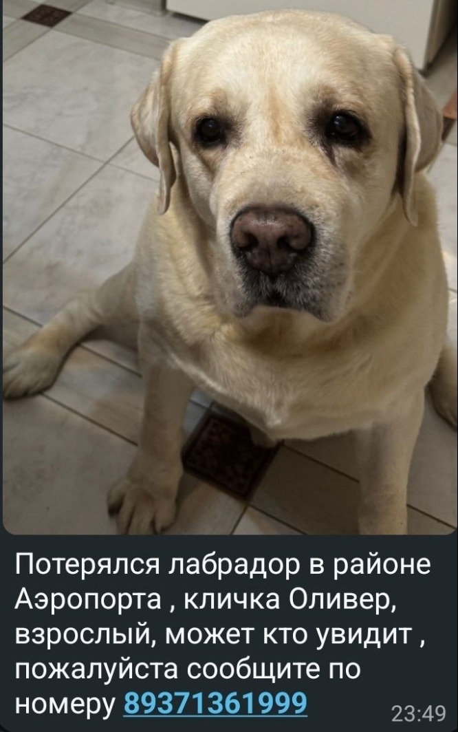 Пропала собака в Астрахани — фото объявления