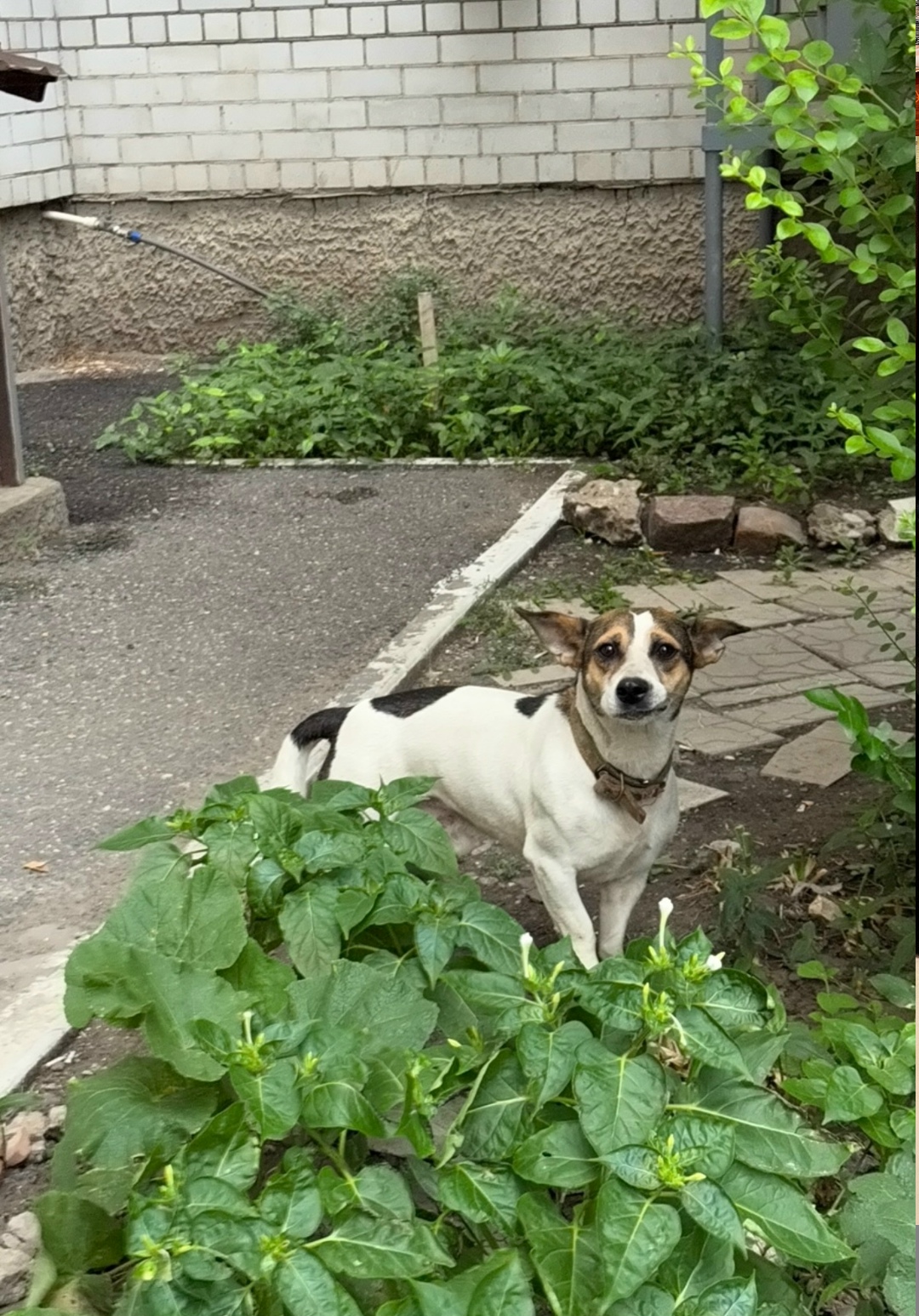 Найдена собака в Астрахани — фото объявления