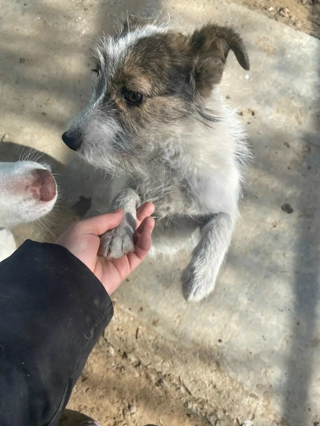 Пропала собака в Астрахани — фото объявления