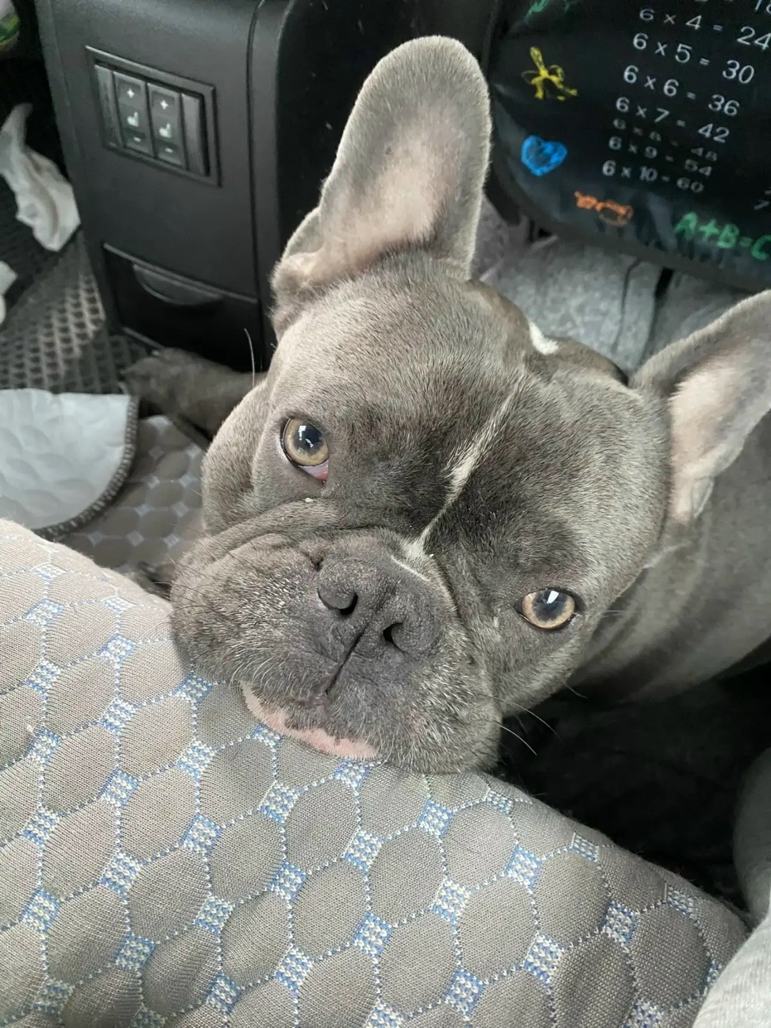 Пропала собака в Астрахани — фото объявления